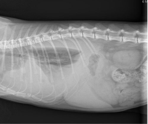 Diagnóza - Pyothorax – zánětlivý výpotek